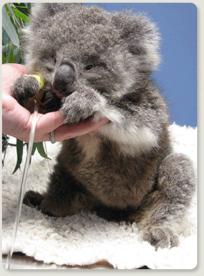 donate-koala